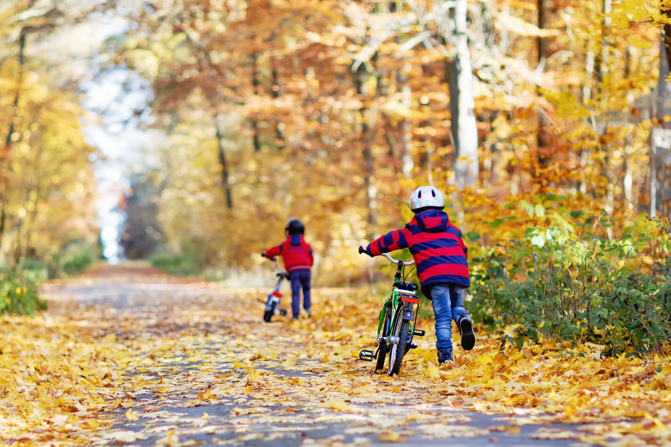 Two little kid boys in colorful warm clothes in autumn forest park driving bicycle. Active children cycling on sunny fall day in nature. Safety, sports, leisure with kids concept. Best friends having fun